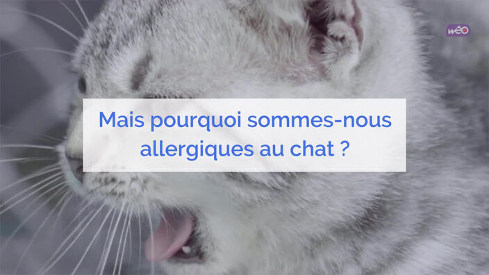 Bientôt un vaccin anti-allergies aux poils de chat ?
