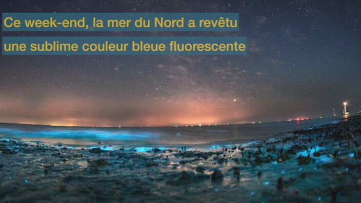 Quand la mer du Nord devient fluorescente