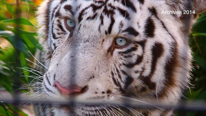 Shilanghi, le tigre blanc du zoo de Maubeuge, est mort