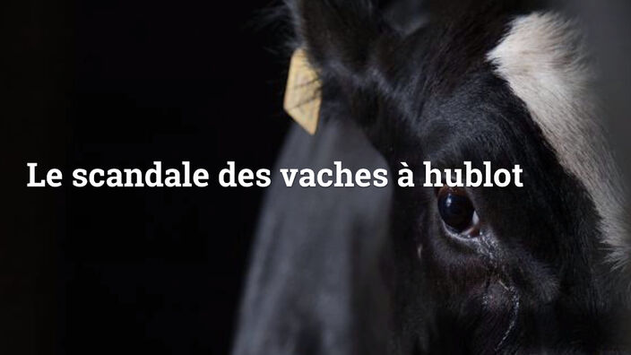 L'ONG L214 sort une nouvelle vidéo choc sur les vaches à hublot