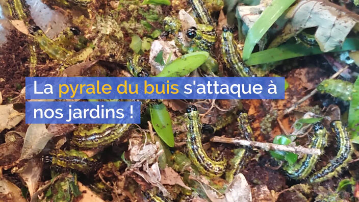 La pyrale du buis s'attaque à nos jardins !