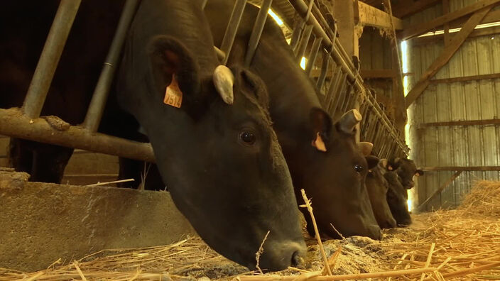 Wagyu : l'une des meilleures viandes du monde est produite en Baie-de-Somme