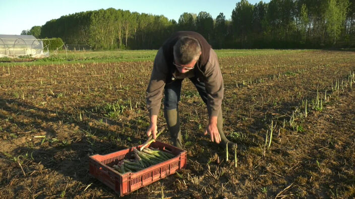 Début de la récolte des asperges en Picardie