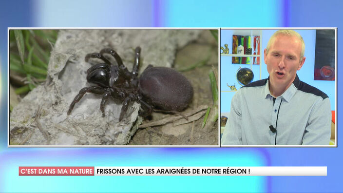 Les araignées dans les Hauts-de-France