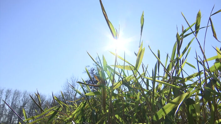 Allergie : Le pollen arrive plus vite que prévu