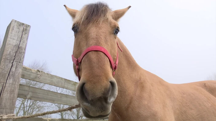 Salon de l'agriculture 2019 : Chloé, éleveuse de chevaux Henson