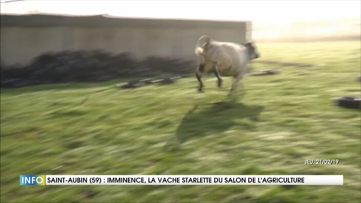 Imminence, la vache égérie du salon de l'Agriculture 2019