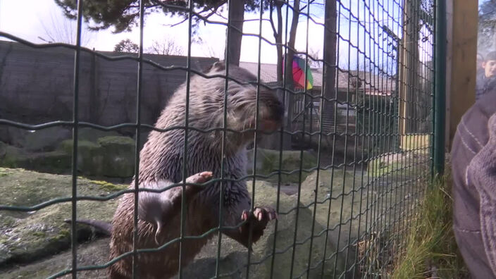 Mira attend les visiteurs au zoo de Fort Mardyck !