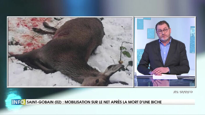 Saint-Gobain : Mobilisation sur les réseaux sociaux après qu’une biche ait été abattue près d'une école