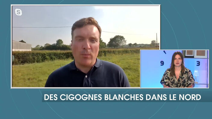 Des cigognes blanches dans le Nord