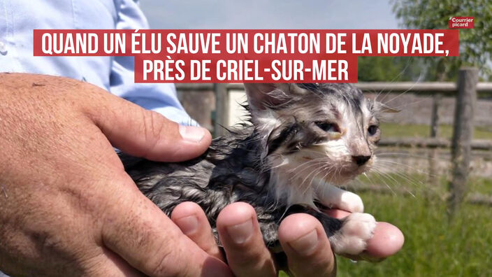 Quand un élu sauve un chaton de la noyade, près de Criel-sur-Mer