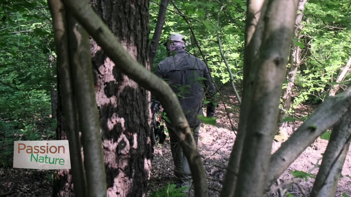 Passion Nature : Une balade en forêt, arc à la main