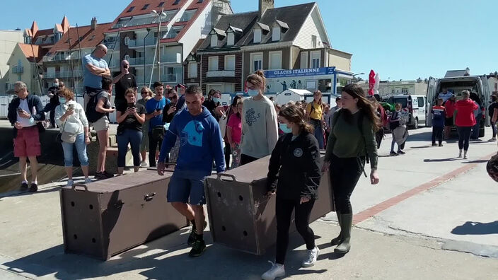 Trois phoques prennent le large à Wimereux ce jeudi