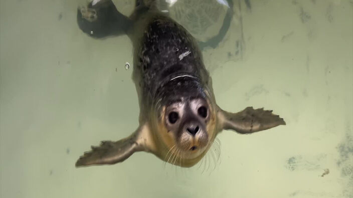 Parrainez un phoque !