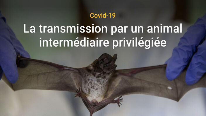 Covid-19 : La transmission à l’homme par un animal intermédiaire, piste privilégiée du rapport conjoint OMS/Chine 