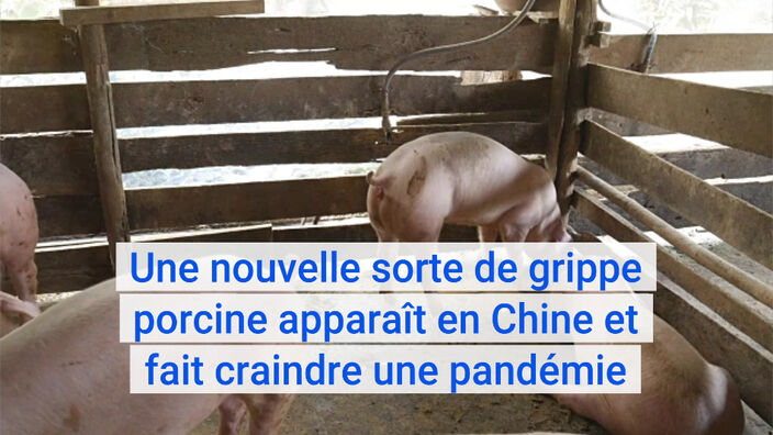 Une nouvelle sorte de grippe porcine apparaît en Chine et fait craindre une pandémie