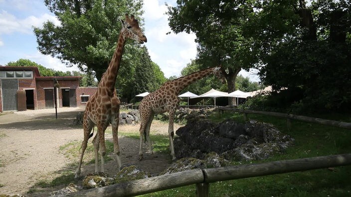 Maubeuge: réouverture du zoo suite au déconfinement