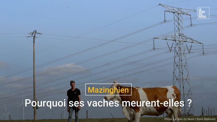 Mazinghien : pourquoi ses vaches meurent-elles?