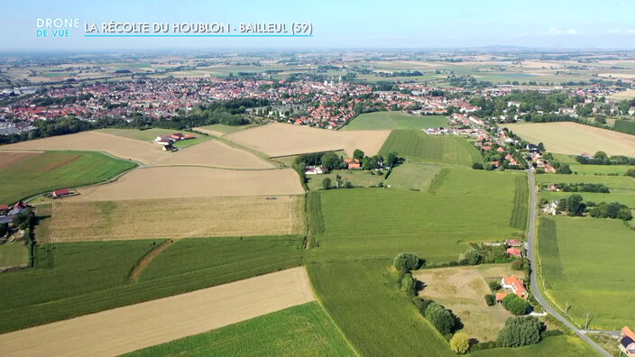 Drone de vue : la récolte du houblon à Bailleul