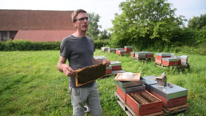 Saint Omer: baisse de productivité pour les abeilles de l'Audomarois.