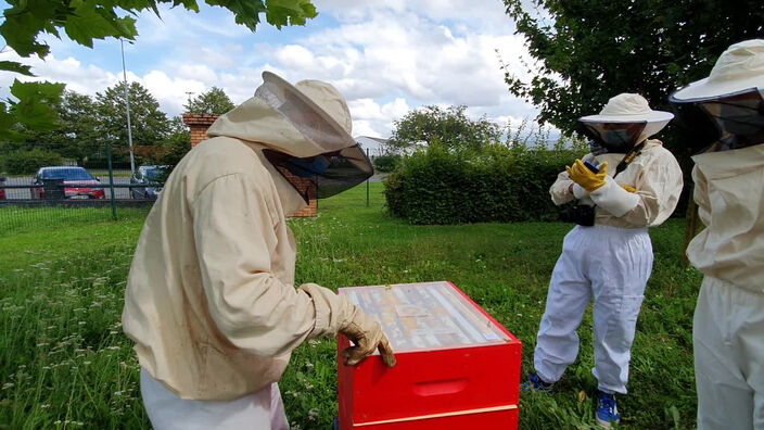 Béthune : des abeilles installées sur le site de RTE