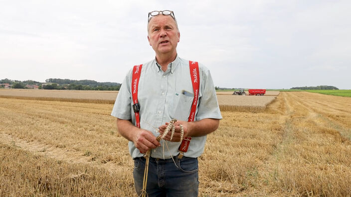 Fauches tardives du blé, un agriculteur dresse le constat de la moisson 2021