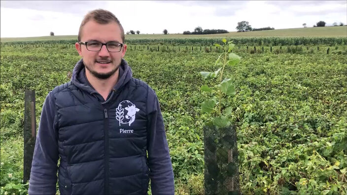 Un jeune agriculteur se lance dans l'agroforesterie à Enquin-lez-Guinegatte