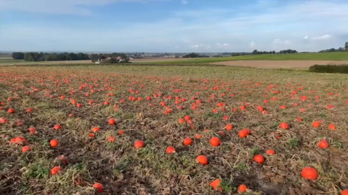 Passer au bio : la conversion d'un agriculteur à Pitgam