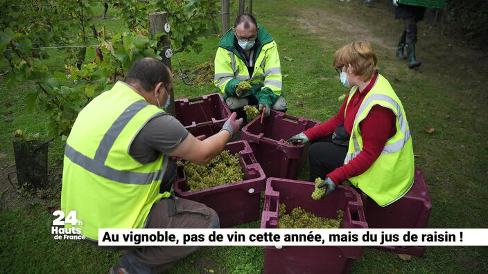 Valenciennes : du jus de raisin au Vignoble cette année
