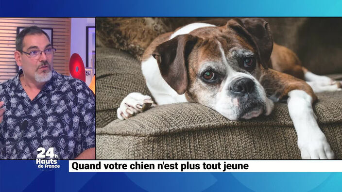 Quand votre chien n'est plus tout jeune