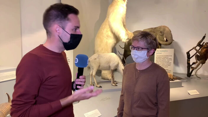 Noham au musée d'histoire naturelle de Lille