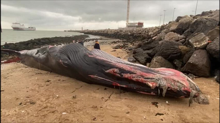 Une femelle rorcal morte au port de Calais