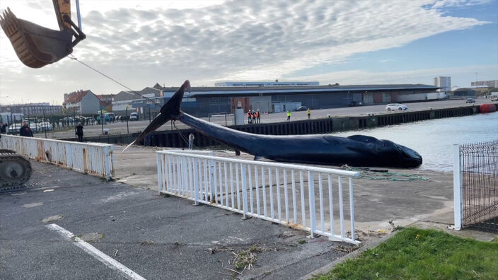 Comment un rorqual a t'il pu se retrouver dans le port de Calais ?