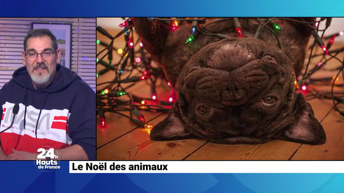 Le Noël des animaux