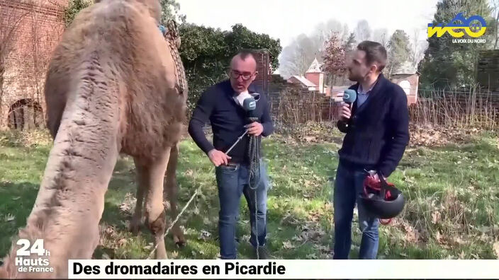 Noham avec des dromadaires… dans l’Aisne !