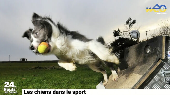 Faire du sport avec son chien !