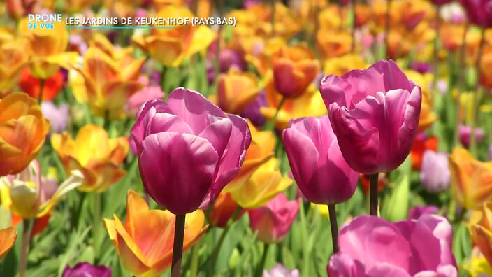 Drone de vue : Le jardin de Keukenhof  aux Pays-Bas