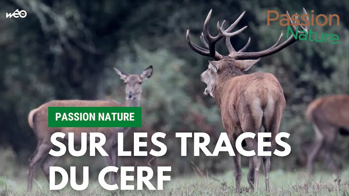 Passion Nature : sur les traces du cerf