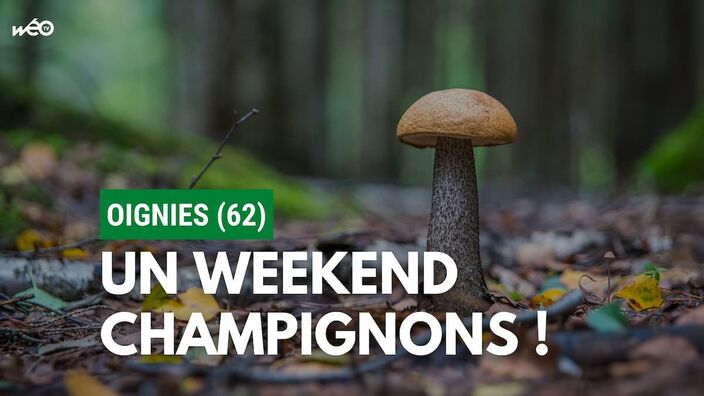 Exposition de champignons à Oignies les 15 et 16 octobre 2022.