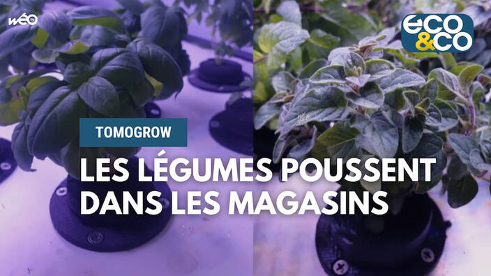 Tomogrow : les légumes poussent dans les magasins