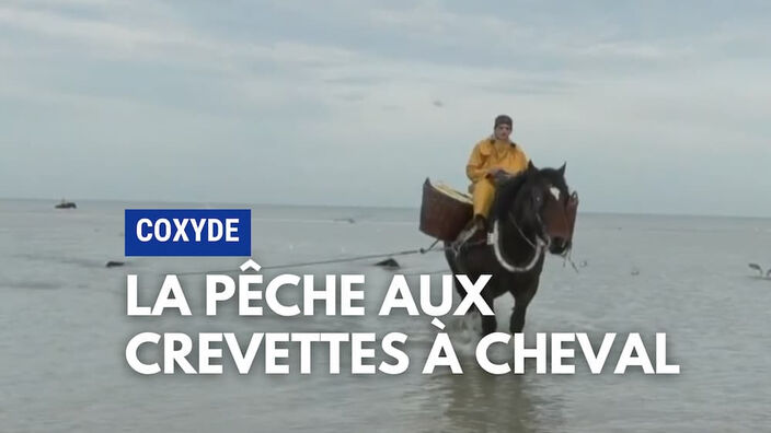 La pêche aux crevettes à cheval