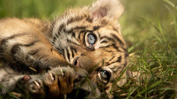 Découvrez les adorables prénoms des bébés loutres cendrées du zoo d'Amiens !