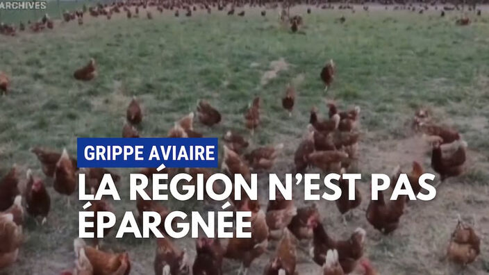 Grippe aviaire : l’inquiétude des éleveurs