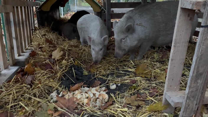 Tipote et ses porcelets sont arrivés au parc Joliot-Curie