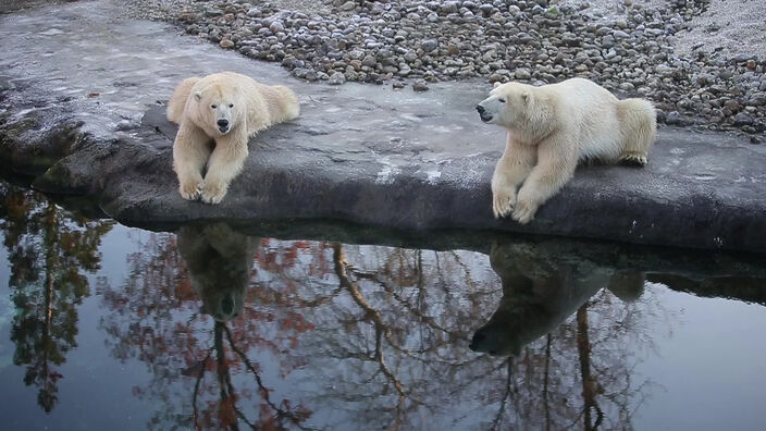 Les animaux de Pairi Daiza et l'hiver