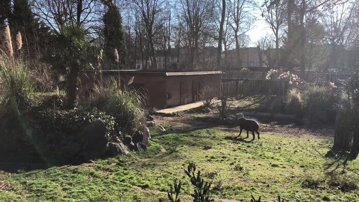 Le zoo de Lille rouvre ses portes ce samedi et il y a du nouveau