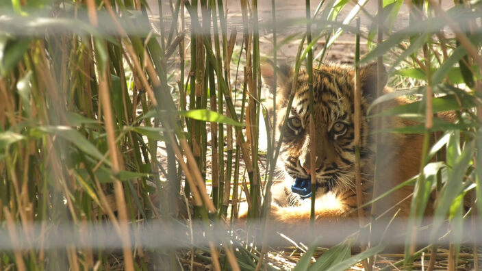 Zoo d'Amiens : un petit nouveau au Panthéon des plus mignons