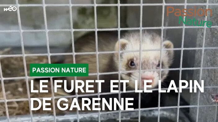 Le furet et le lapin de garenne 