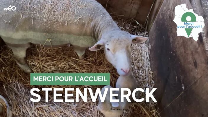 Steenwerck (59) - Les ovins de la ferme Henneron
