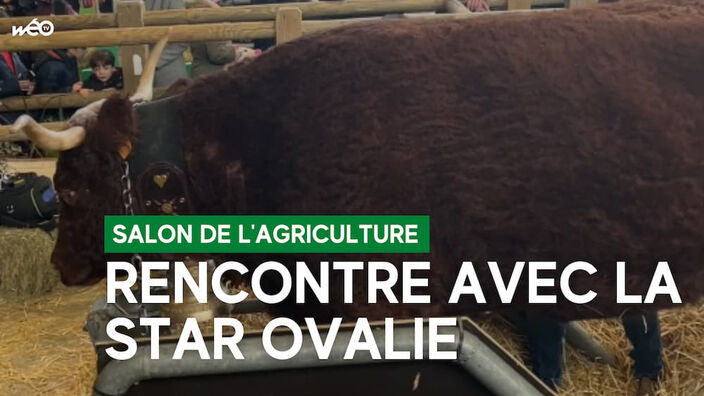 Rencontre avec Ovalie, la star du Salon de l'agriculture